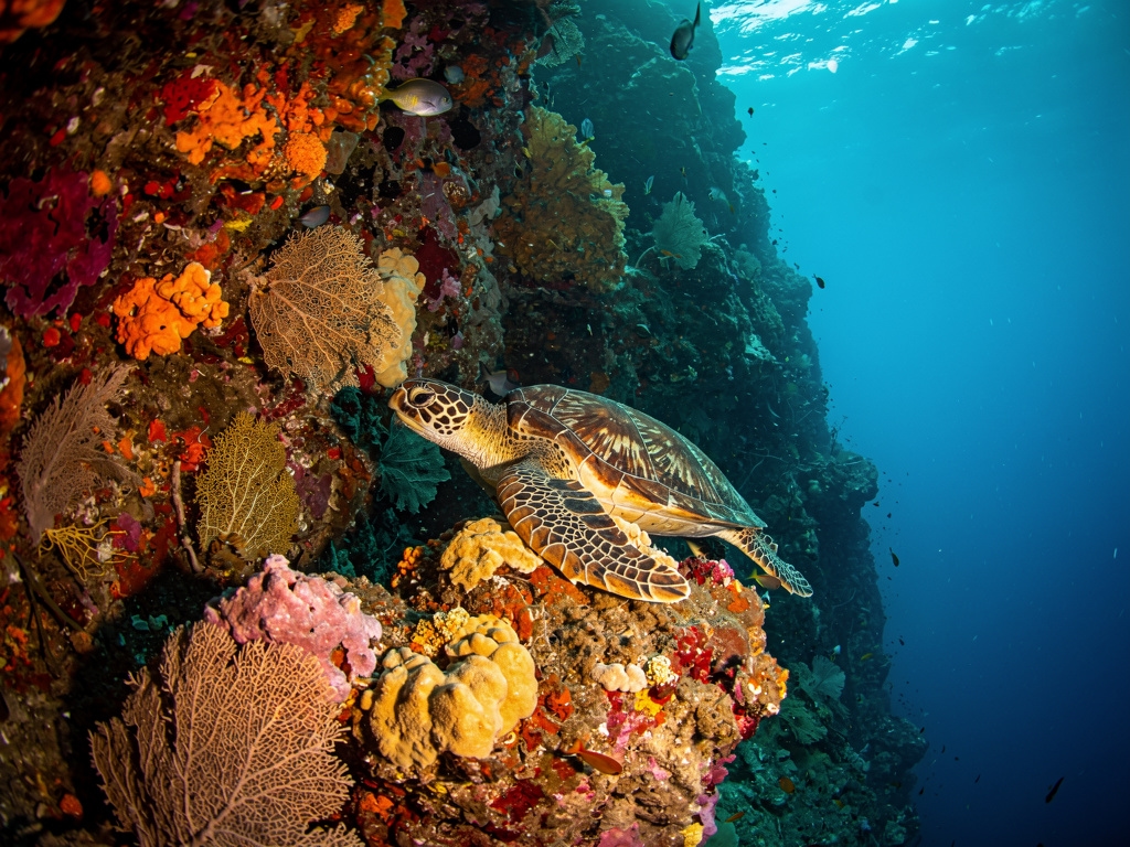 Dinding karang Bunaken di Sulawesi Utara